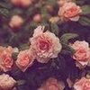 sarale_m